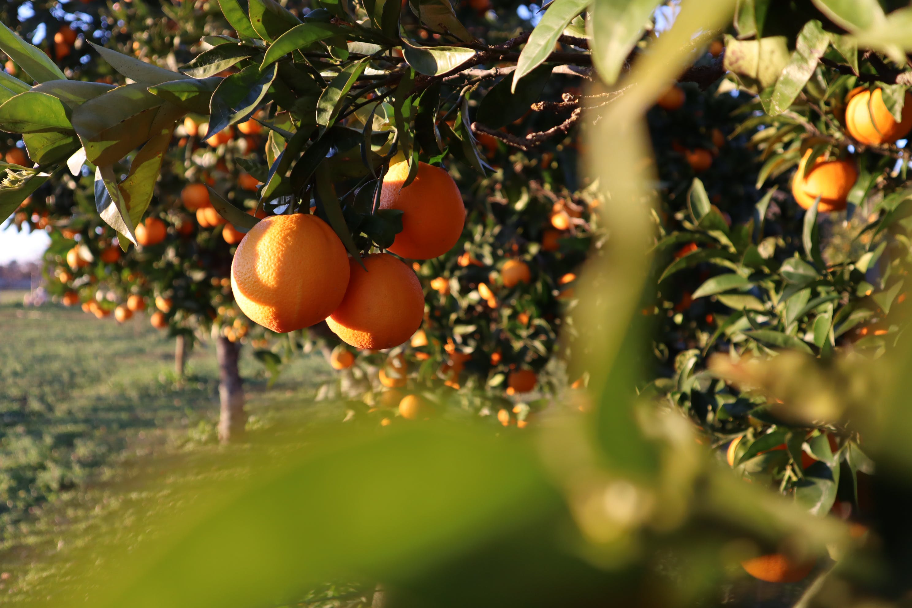 Agricultura destina 300.000 euros a la organización de ferias y jornadas de productos de proximidad