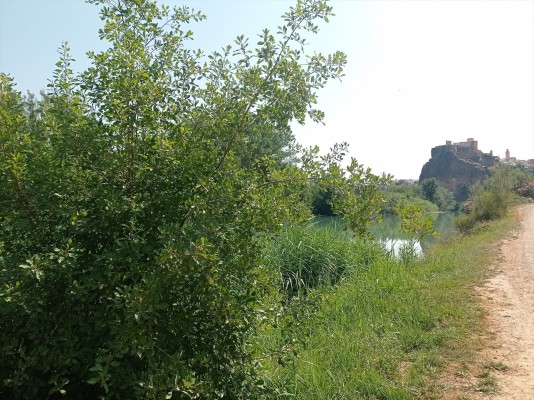 La Generalitat recupera el avellanillo, especie en extinción, para proyectos de restauración de riberas