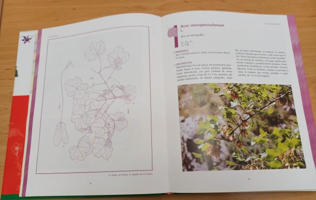Investigadores de la UMU actualizan el Catálogo de Flora Silvestre Protegida de la Región