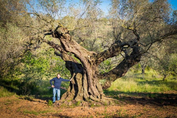 Traiguera recupera oliveres mil·lenàries i produeix oli verge extra que enamora el món