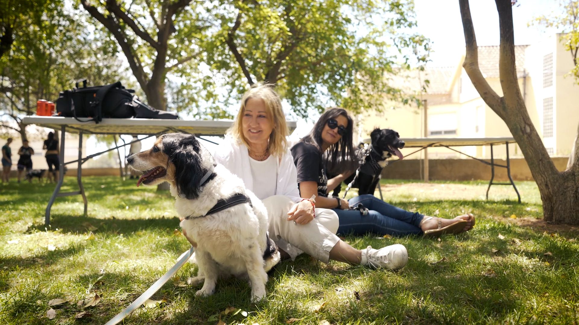 Desfiles caninos o talleres: L'Alcora fomenta la responsabilidad animal en su Feria de la Adopción