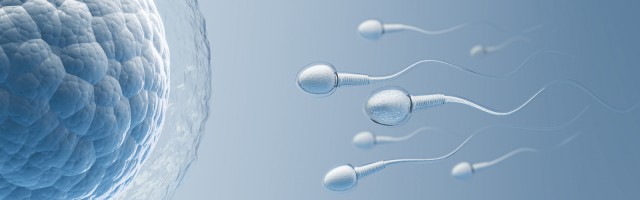 Investigadores identifican una de las causas de la baja fertilidad masculina
