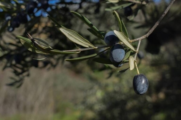 AVA denuncia los primeros robos de aceitunas en la Comunitat por los altos precios
