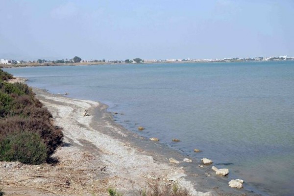 Desnitrificar el acuífero del Campo de Cartagena
