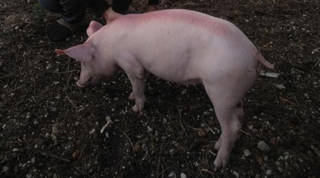 Pacma logra cancelar la subasta de un cerdo vivo en la Feria de la Matanza del Cerdo en Zarra

