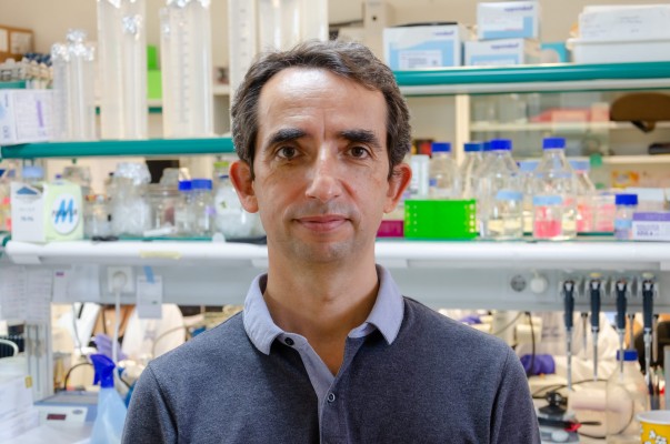 El Instituto de Neurociencias coordinará un proyecto europeo de 10 millones de euros para entender cómo se pliega la corteza cerebral