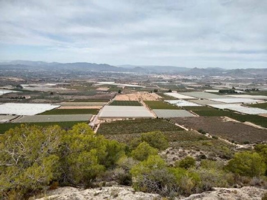 Un plataforma recoge firmas a favor del proyecto solar 'El Secarral' en Elche, Agost y Monforte
