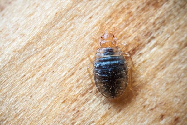 Plaga de chinches en España: ¿Alarmismo o realidad? 
