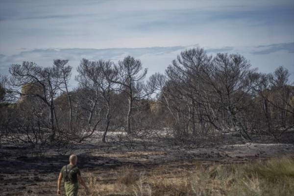 Incendios en El Saler: trastornado por un jardín periurbano y abandonado