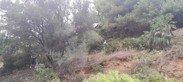 Benicàssim desbroza caminos cercanos a urbanizaciones para prevenir incendios y arrastres