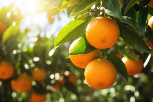 Todo sobre nuestras naranjas