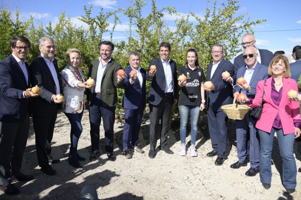 La producción de granada mollar de Elche cae un 30% por las olas de calor de este verano