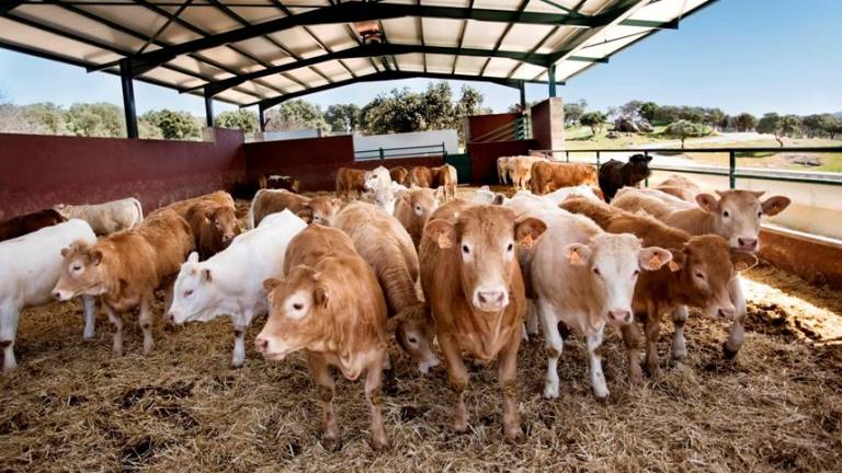 El Consell lanza inspecciones para controlar la 'covid de las vacas' en el norte de Castellón