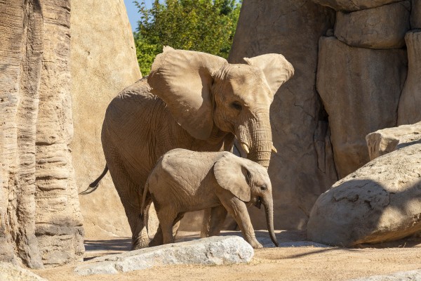 Caixa Popular y la Fundación Bioparc se unen por la conservación de la biodiversidad
