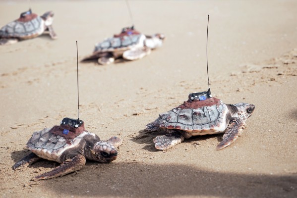 Liberadas en Guardamar las cuatro tortugas del único nido detectado en 2022