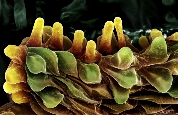 Del macro al micro: breve análisis de la fotografía científica
