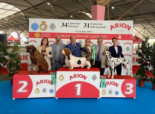 El Certamen de Belleza Canina internacional reúne a más 4.000 personas en Castelló  
