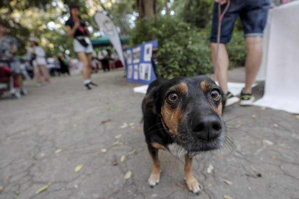 Abogados de defensa animal piden concienciación y más implicación de los poderes públicos