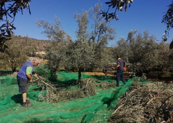 La cooperativa de Viver inicia la campaña de aceite tras recuperar el 86 % de la aceituna