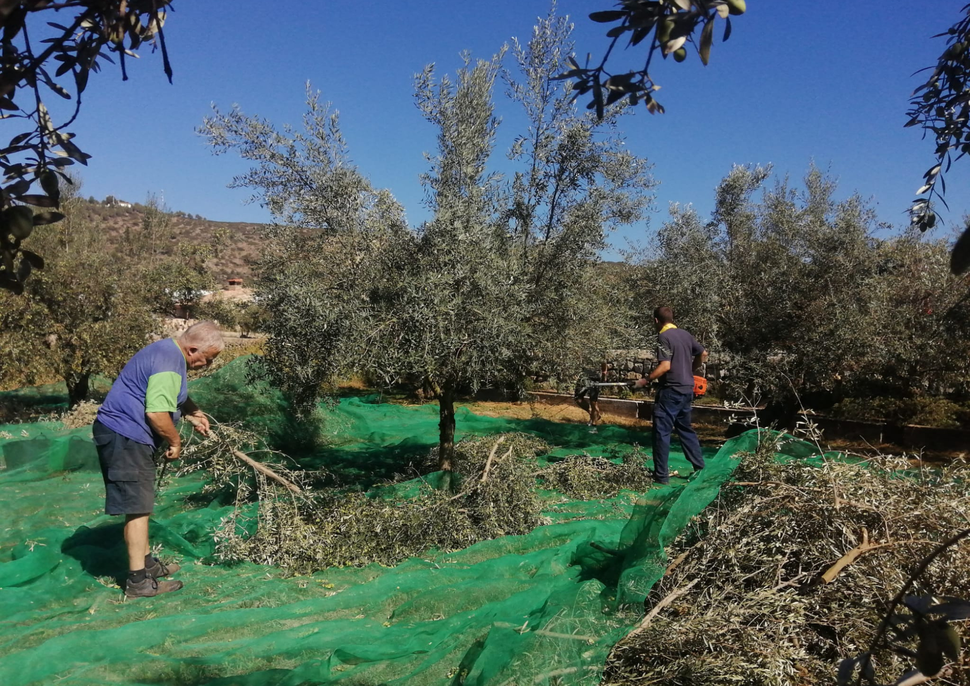 La cooperativa de Viver inicia la campaña de aceite tras recuperar el 86 % de la aceituna