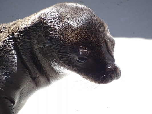 Un nuevo miembro en la familia Oceanogràfic
