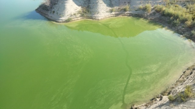 La CHS detecta un crecimiento de algas en el embalse del Judío