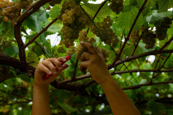 Investigadores observan que el consumo regular de uvas beneficia a la salud ocular en adultos mayores