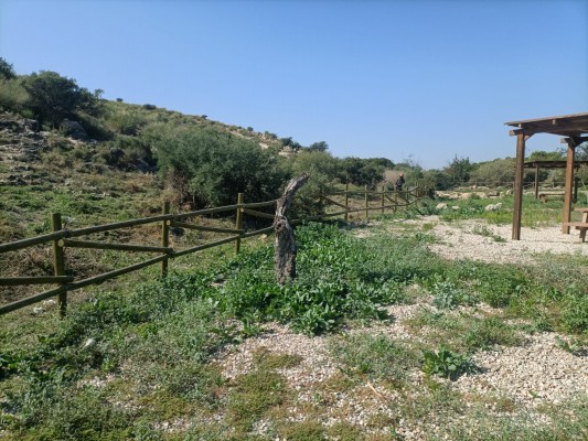 El Campello acomete trabajos de silvicultura en el Barranc de L'Amerador