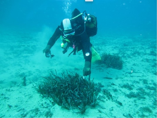 Realizan trabajos de restauración de las praderas de Posidonia oceánica en la bahía del Hornillo en Águilas