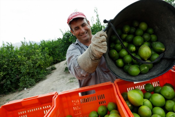 La agricultura es la gran embajadora de Murcia