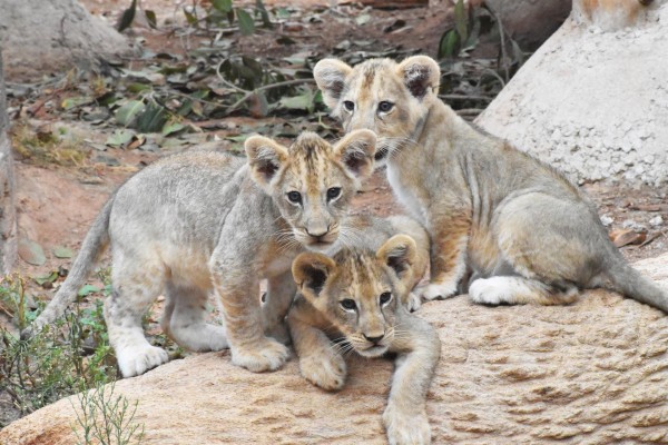 Estos son Makhulu, Silbán e Irati, los tres leones africanos nacidos en Terra Natura Murcia