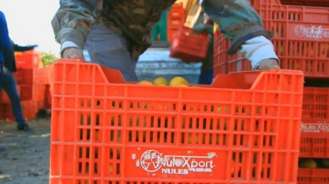 Acuerdo inicial para indemnizar a los empleados en Cítrics de Nules mientras se les busca salida