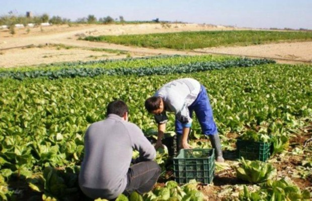 Los cultivos ecológicos ocupan ya el 32% de la superficie agrícola de la Región