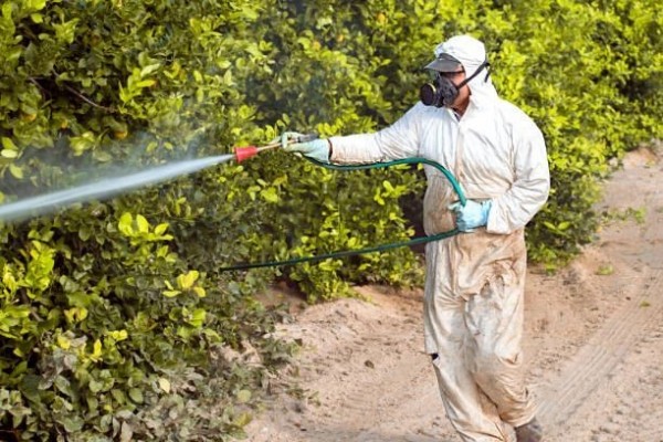 La Justicia europea avala la decisión de restringir el uso de pesticidas que contengan clorpirifos-metil
