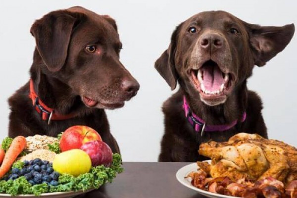 Los perros prefieren las felicitaciones de sus dueños sobre la comida, según un estudio


