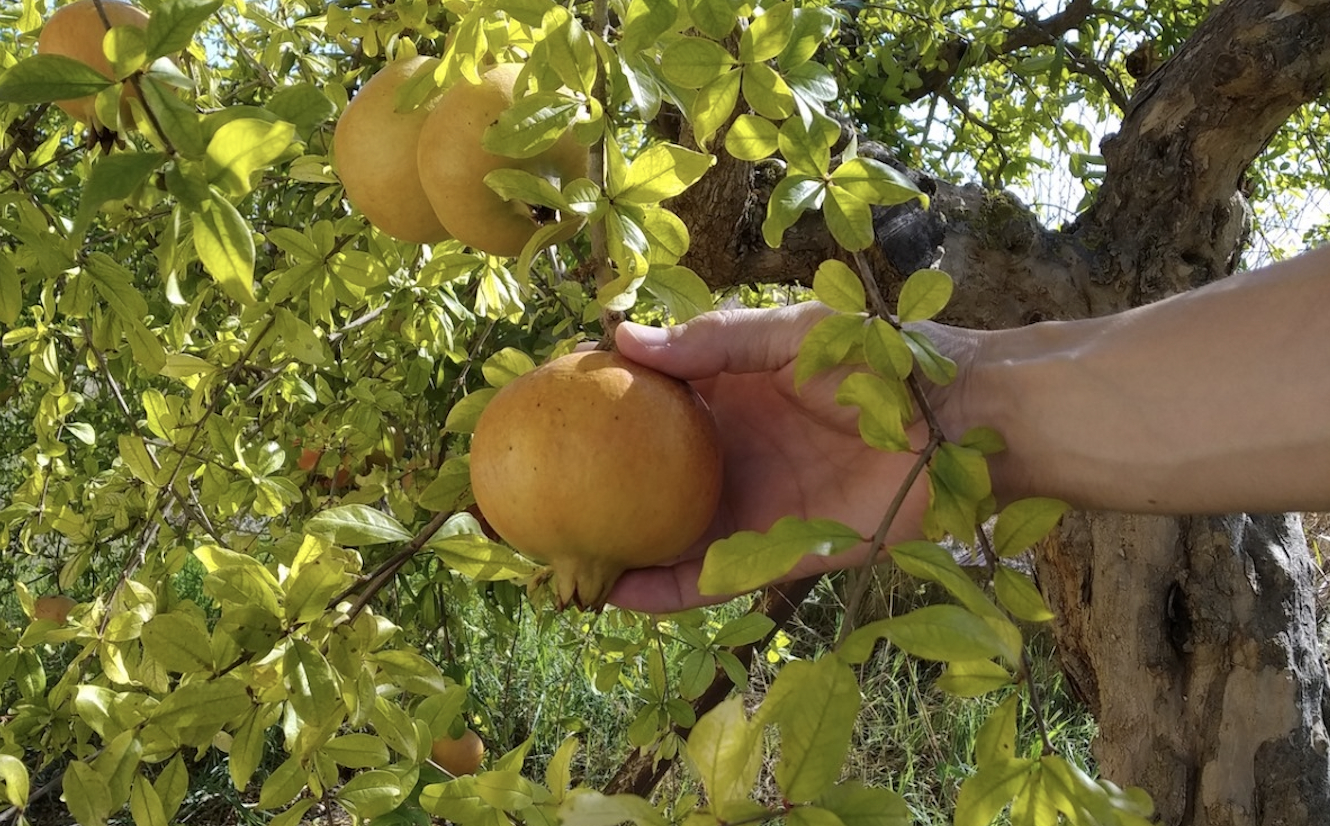 Foto: BIOPLATAFORMA - 