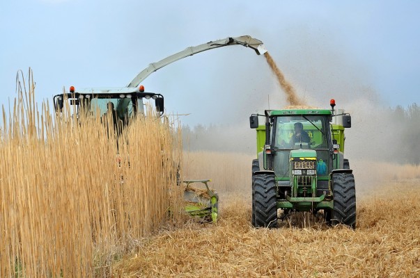 El Ivace mantiene abierto hasta el 3 de noviembre el plazo de ayudas para la producción de biomasa