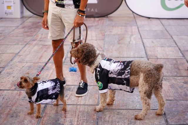 En vigor la Ley de Bienestar Animal: fin al sacrificio de animales abandonados y a las peleas de perros