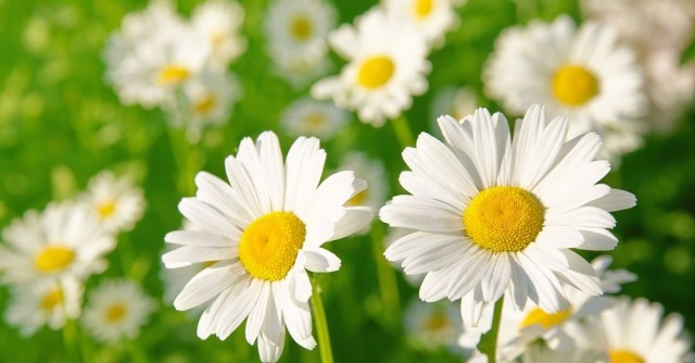 La vida oculta de las plantas: piensan, sufren y toman decisiones