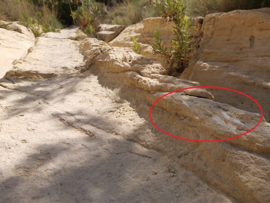 La prueba ciclista en el barranco de San Antón de Elche causa daños al patrimonio íbero