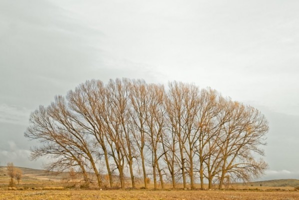 Fotografies d'una natura travessada pel despoblament: dins del carret de Lluís Ibáñez Melià