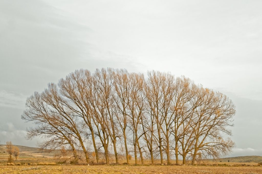 Fotografies d'una natura travessada pel despoblament: dins del carret de Lluís Ibáñez Melià
