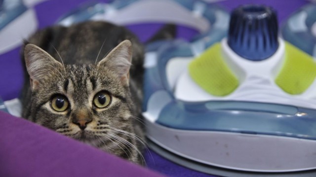 Los investigadores concluyen que el gato se domesticó con el inicio de la agricultura en Oriente Medio