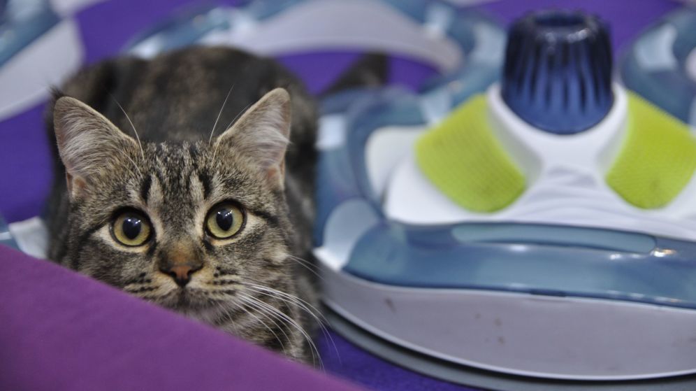 Los investigadores concluyen que el gato se domesticó con el inicio de la agricultura en Oriente Medio