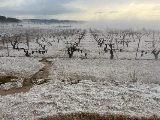 La DANA vuelve a causar daños en áreas de cultivo de Utiel-Requena y el Camp de Túria