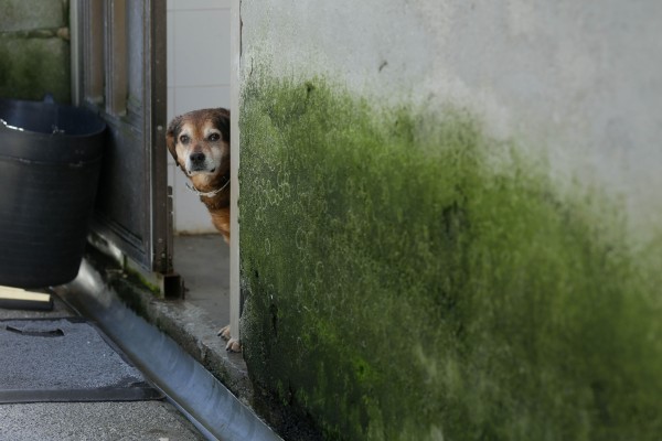 La Ley de Bienestar Animal podría elevar un 20% la contratación de seguros para mascotas