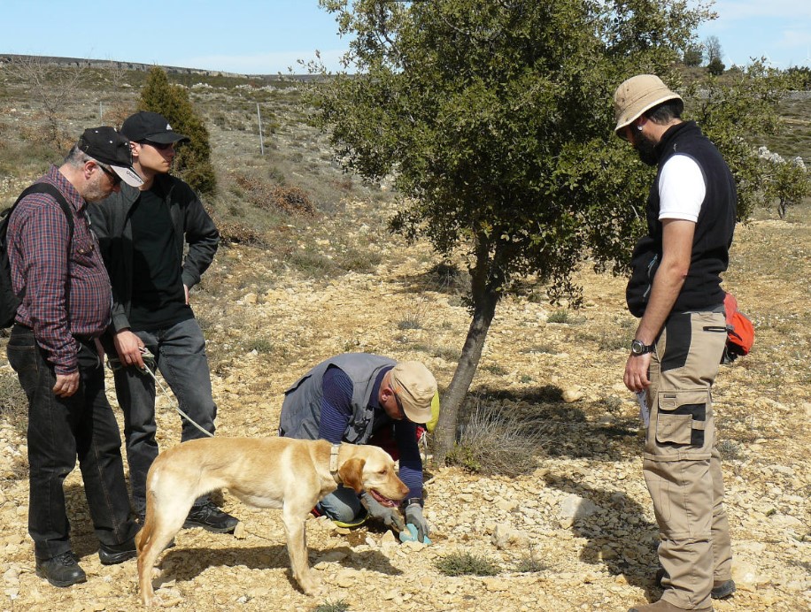 Vilafranca transmet els valors del medi rural a través de la gastronomia al voltant de la tòfona