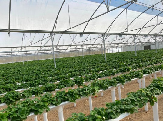 AgritechMurcia presenta en el 15º Aniversario de Fruit Attraction la tecnología agraria murciana de última generación