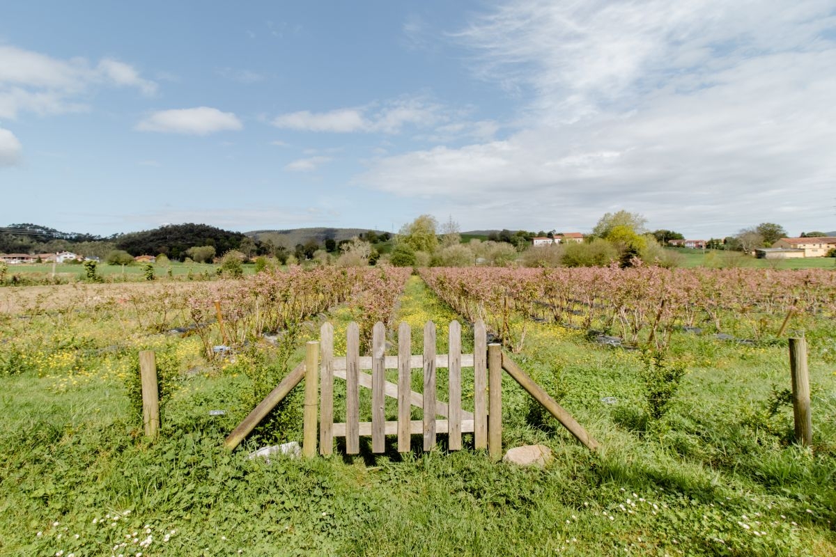 Las casas vacacionales cerca de viñedos atrajeron a más de un millón de huéspedes en Airbnb en toda España

