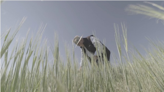 Heineken España y Fertiberia impulsan los primeros fertilizantes bajos en carbono del mundo